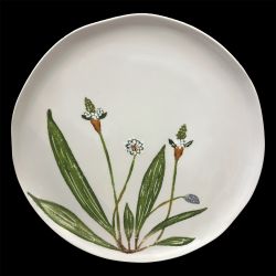 Dinner plate Plantago