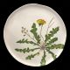 Dinner plate Dandelion