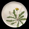 Dinner plate Dandelion