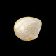 Coquillage rond sur pied