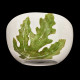 Salad bowl of edible plants