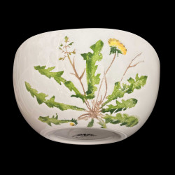 Salad bowl of edible plants