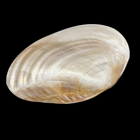 Grand Coquillage oval sur pied 28cm