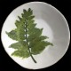 Fern - desert plate D 23cm