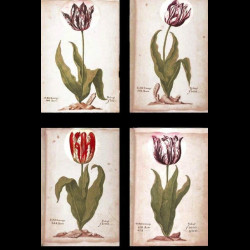 Verre à eau collection Tulipmania