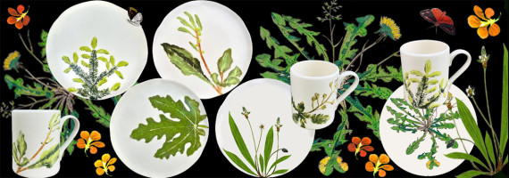 Collection plantes comestibles